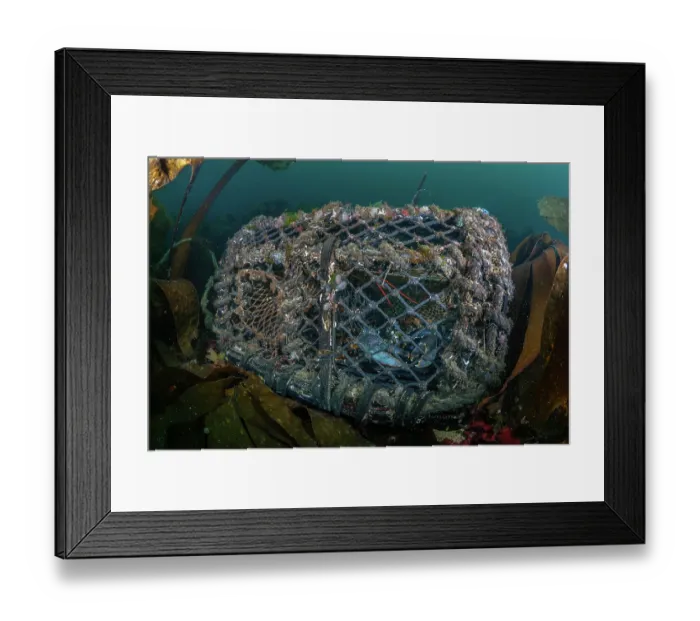 Framed Print : European lobster (Homarus Gammarus) caught inside creel lobster pot, Falmouth, Cornwall, UK, Atlantic Ocean Framed Print : European lobster (Homarus Gammarus) caught inside creel lobster pot, Falmouth, Cornwall, UK, Atlantic Ocean