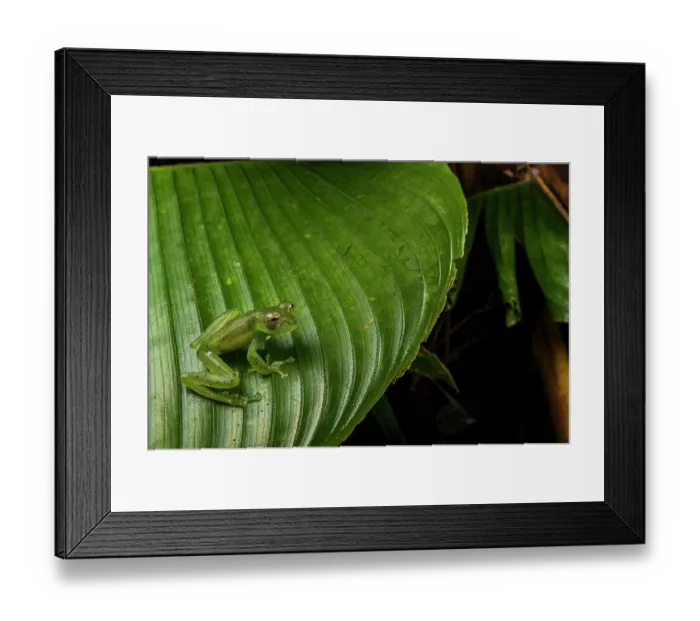 Framed Print : Emerald glass frog (Espadarana prosoblepon) resting on leaf in cloud forest and looking around, Panama Framed Print : Emerald glass frog (Espadarana prosoblepon) resting on leaf in cloud forest and looking around, Panama