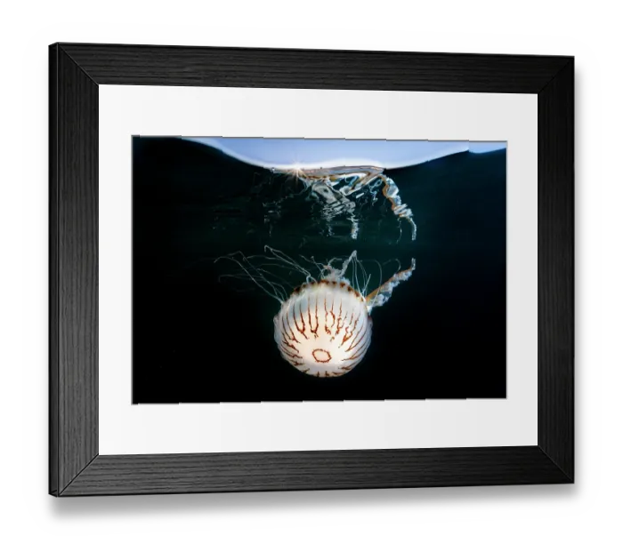 Framed Print : Split level view of Compass jellyfish (Chrysaora hysoscella) at sunset, Falmouth, Cornwall, UK, Atlantic Ocean