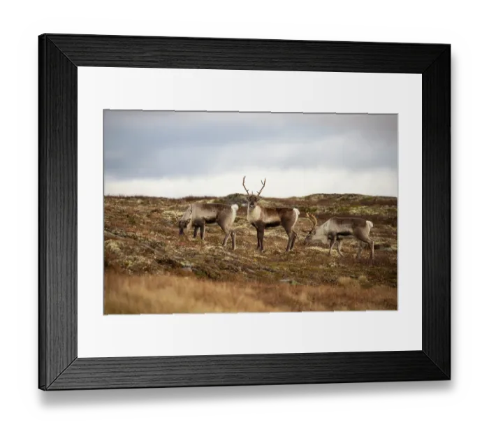 Framed Print : Three Reindeer (Rangifer tarandus) females grazing during rut, Forollhogna National Park, Norway. September Framed Print : Three Reindeer (Rangifer tarandus) females grazing during rut, Forollhogna National Park, Norway. September