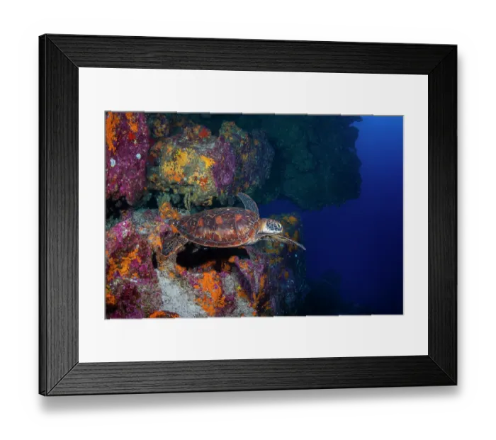 Framed Print : Green turtle (Chelonia mydas) yellow morph from western Pacific, swimming along reef wall, Bartolome Island, Galapagos Islands, Pacific Ocean. Endangered
