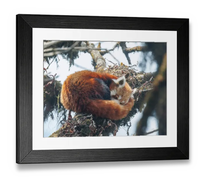 Framed Print : Red panda (Ailurus fulgens) sleeping in tree, Singalila National Park, Nepal. Endangered Framed Print : Red panda (Ailurus fulgens) sleeping in tree, Singalila National Park, Nepal. Endangered