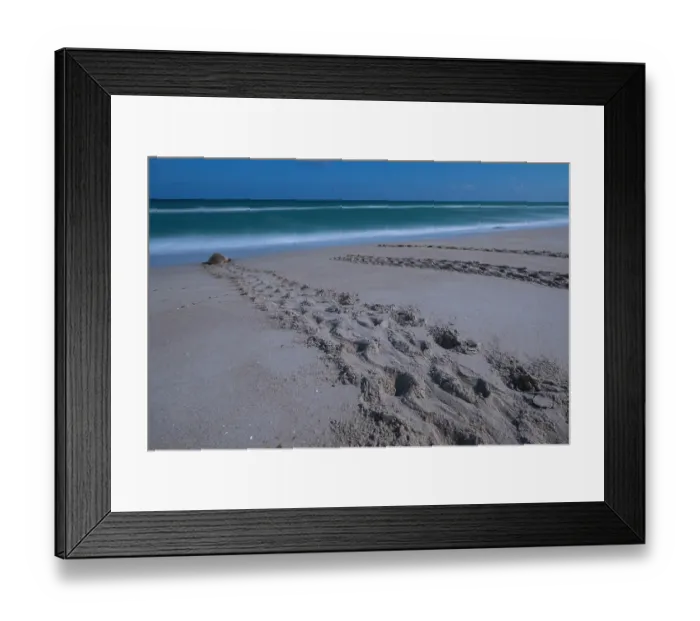 Framed Print : Loggerhead turtle (Caretta caretta) female, returning to the sea across the beach after nesting, Archie Carr National Wildlife Refuge, Florida, USA. June Framed Print : Loggerhead turtle (Caretta caretta) female, returning to the sea across the beach after nesting, Archie Carr National Wildlife Refuge, Florida, USA. June