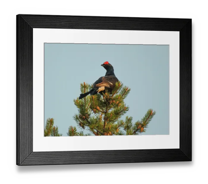 Framed Print : Black grouse (Lyrurus tetrix) male, perched in the top of Scots pine (Pinus sylvestris) tree overlooking the lek, Pokka, Finnish Lapland, Finland. May Framed Print : Black grouse (Lyrurus tetrix) male, perched in the top of Scots pine (Pinus sylvestris) tree overlooking the lek, Pokka, Finnish Lapland, Finland. May