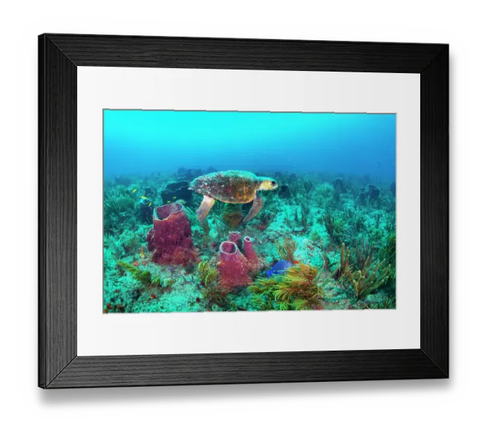Framed Print : Loggerhead turtle (Caretta caretta) female resting on reef between nesting trips ashore, Boynton Beach, Florida, USA, Atlantic Ocean Framed Print : Loggerhead turtle (Caretta caretta) female resting on reef between nesting trips ashore, Boynton Beach, Florida, USA, Atlantic Ocean