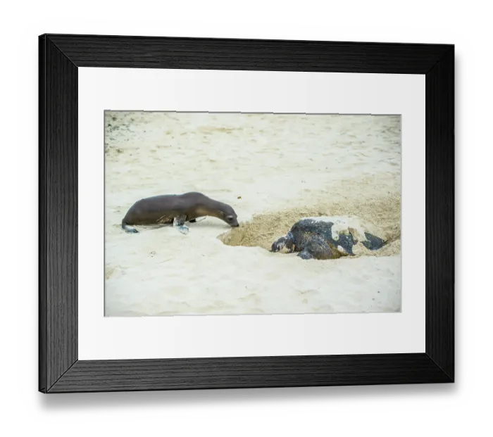 Framed Print : Green turtle (Chelonia mydas) female, nesting on beach with a curious Galapagos sea lion (Zalophus wollebaeki) watching, Sombrero Chino, Santiago Island, Galapagos Islands Framed Print : Green turtle (Chelonia mydas) female, nesting on beach with a curious Galapagos sea lion (Zalophus wollebaeki) watching, Sombrero Chino, Santiago Island, Galapagos Islands