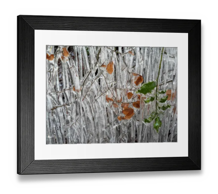Framed Print : Beech (Fagus sylvatica) tree branches and leaves coated in ice from road surface water spray during winter storm, Holmbury St Mary, Surrey, UK. February, 2021