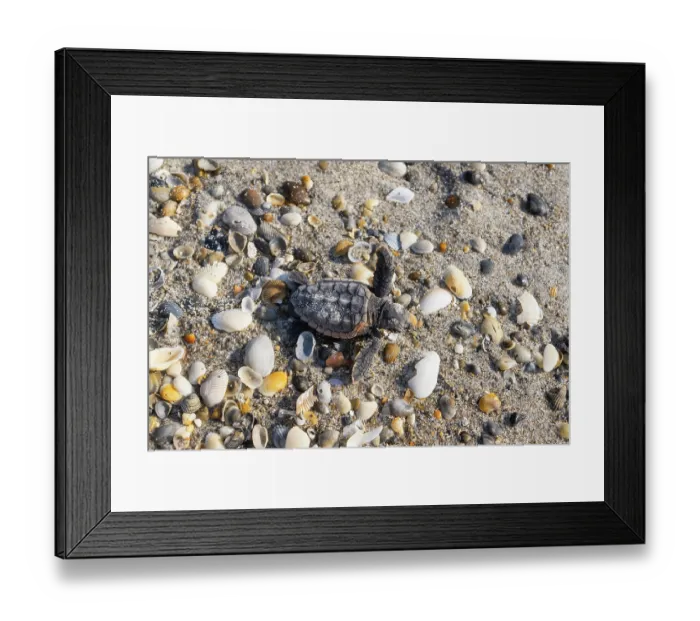 Framed Print : Loggerhead turtle (Caretta caretta) hatchling making its way to the sea, Archie Carr National Wildlife Refuge, Florida, USA. June Framed Print : Loggerhead turtle (Caretta caretta) hatchling making its way to the sea, Archie Carr National Wildlife Refuge, Florida, USA. June
