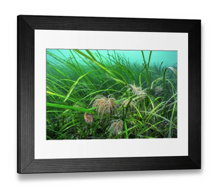 Framed Print : Common eel grass (Zostera marina) with juvenile Snakelocks anemones (Anemonia viridis) on riverbed, Helford River, Cornwall, UK Framed Print : Common eel grass (Zostera marina) with juvenile Snakelocks anemones (Anemonia viridis) on riverbed, Helford River, Cornwall, UK