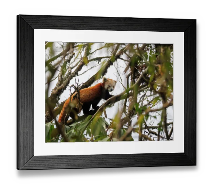 Framed Print : Red panda (Ailurus fulgens) climbing along tree branch, Singalila National Park, Nepal. Endangered Framed Print : Red panda (Ailurus fulgens) climbing along tree branch, Singalila National Park, Nepal. Endangered