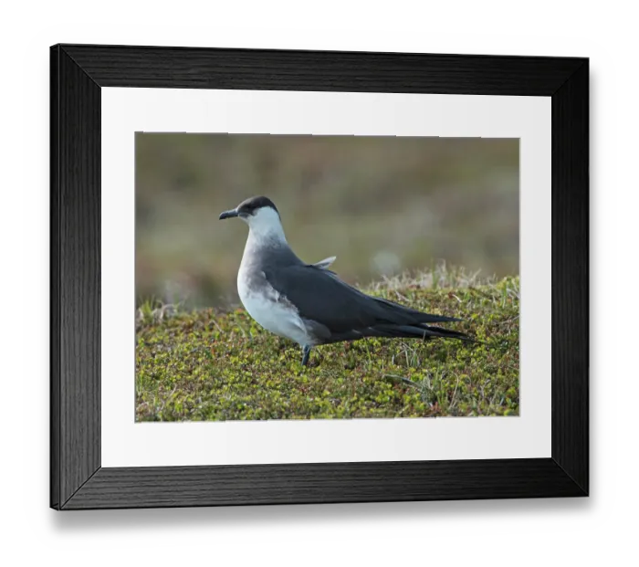 Framed Print : Arctic skua (Stercorarius parasiticus) female, guarding territory near its nest, Varanger fjord, Finnmark, Norway. June. Endangered Framed Print : Arctic skua (Stercorarius parasiticus) female, guarding territory near its nest, Varanger fjord, Finnmark, Norway. June. Endangered