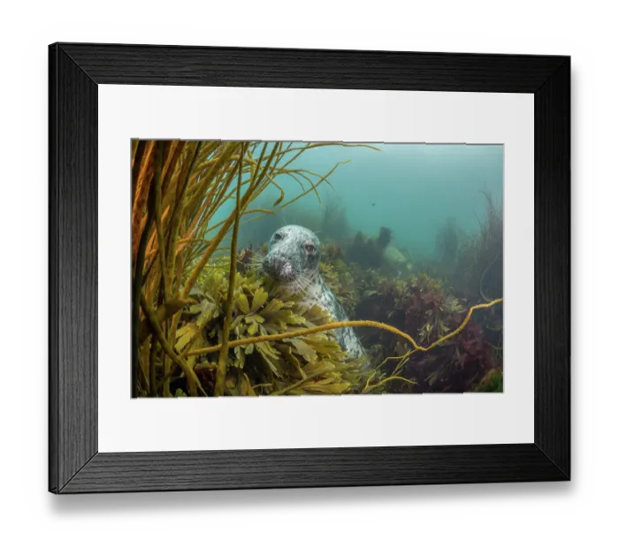 Framed Print : Grey seal (Halichoerus grypus) amongst Serated wrack (Fucus serratus) and Thongweed (Himanthalia elongata) on seabed, Lundy Island, Bristol Channel, Devon, UK Framed Print : Grey seal (Halichoerus grypus) amongst Serated wrack (Fucus serratus) and Thongweed (Himanthalia elongata) on seabed, Lundy Island, Bristol Channel, Devon, UK
