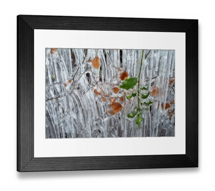 Framed Print : Beech (Fagus sylvatica) tree branches and leaves coated in ice from road surface water spray during winter storm, Holmbury St Mary, Surrey, UK. February
