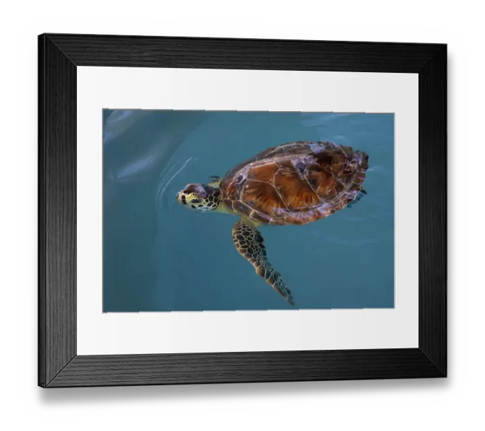 Framed Print : Green turtle (Chelonia mydas) juvenile, in rehabilitation, Loggerhead Marinelife Centre, Juno Beach, Florida, USA. Endangered. Captive Framed Print : Green turtle (Chelonia mydas) juvenile, in rehabilitation, Loggerhead Marinelife Centre, Juno Beach, Florida, USA. Endangered. Captive