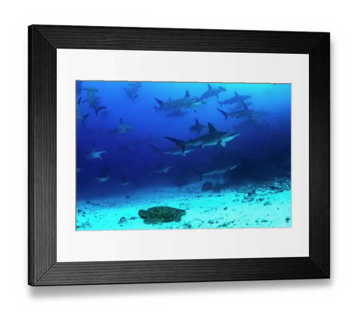 Framed Print : Green turtle (Chelonia mydas) resting on seafloor with passing school of Hammerhead sharks (Sphyrna lewini) swimming above, Darwin Island, Galapagos Islands, Pacific Ocean