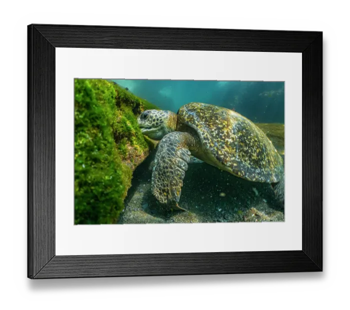 Framed Print : Green turtle (Chelonia mydas) feeding on shallow water seaweed, Tagus Cove, Isabela Island, Galapagos Islands, Pacific Ocean. Endangered Framed Print : Green turtle (Chelonia mydas) feeding on shallow water seaweed, Tagus Cove, Isabela Island, Galapagos Islands, Pacific Ocean. Endangered