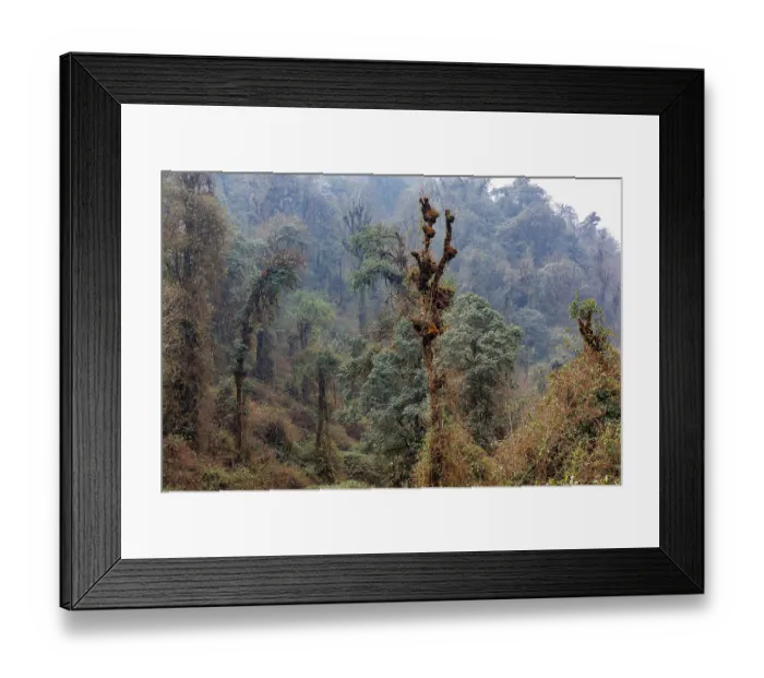 Framed Print : Oak (Quercus sp.) forest in the sub-alpine zone, habitat of Red panda (Ailurus fulgens), Singalila National Park, Nepal Framed Print : Oak (Quercus sp.) forest in the sub-alpine zone, habitat of Red panda (Ailurus fulgens), Singalila National Park, Nepal