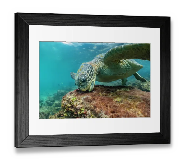 Framed Print : Green turtle (Chelonia mydas) feeding on shallow water seaweed, Rabida Island, Galapagos Islands, Pacific Ocean. Endangered Framed Print : Green turtle (Chelonia mydas) feeding on shallow water seaweed, Rabida Island, Galapagos Islands, Pacific Ocean. Endangered