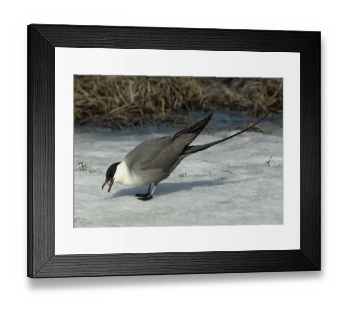 Framed Print : Long-tailed jaeger (Stercorarius longicaudus) foraging in snow, Kongsfjord fjellet, Finnmark, Norway. June Framed Print : Long-tailed jaeger (Stercorarius longicaudus) foraging in snow, Kongsfjord fjellet, Finnmark, Norway. June