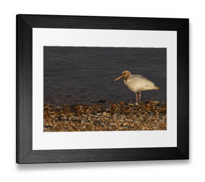 Framed Print : Oystercatcher (Haematopus ostralegus) leucistic, probably brown or ino form, standing on the shore, Snettisham, Norfolk, England, UK. September Framed Print : Oystercatcher (Haematopus ostralegus) leucistic, probably brown or ino form, standing on the shore, Snettisham, Norfolk, England, UK. September