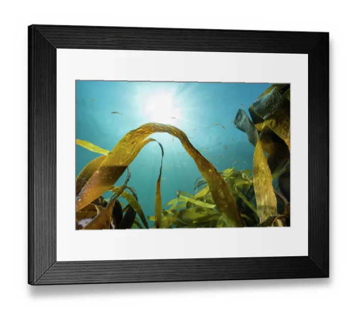 Framed Print : Golden kelp (Laminaria ochroleuca) with Spotted gobies (Gobiusculus flavescens) swimming in shallow water, backlit by the summer sunshine, Lamorna cove, West Cornwall, UK