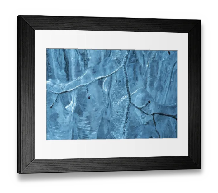 Framed Print : Beech (Fagus sylvatica) tree branches covered in ice from road surface water spray during winter storm, Surrey Hills AONB, Holmbury St Mary, Surrey, UK. February Framed Print : Beech (Fagus sylvatica) tree branches covered in ice from road surface water spray during winter storm, Surrey Hills AONB, Holmbury St Mary, Surrey, UK. February