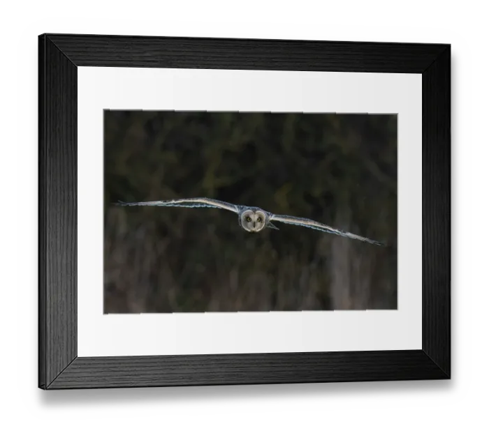 Framed Print : RF - Short-eared owl (Asio flammeus) in flight, St Benet's Abbey Norfolk, England, UK. December. (This image may be licensed either as rights managed or royalty free.) Framed Print : RF - Short-eared owl (Asio flammeus) in flight, St Benet's Abbey Norfolk, England, UK. December. (This image may be licensed either as rights managed or royalty free.)