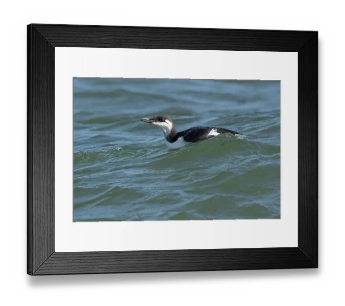 Framed Print : Guillemot (Uria aalge) winter plumage, on water, Norfolk, England, UK. October Framed Print : Guillemot (Uria aalge) winter plumage, on water, Norfolk, England, UK. October