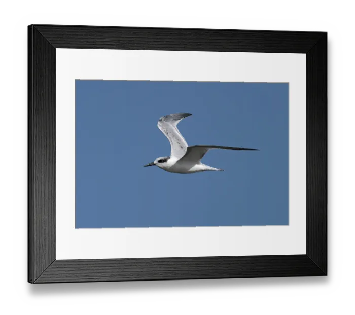 Framed Print : Sandwich tern (Sterna sandvicensis) juvenile, in flight against blue sky, Norfolk, England, UK. September Framed Print : Sandwich tern (Sterna sandvicensis) juvenile, in flight against blue sky, Norfolk, England, UK. September