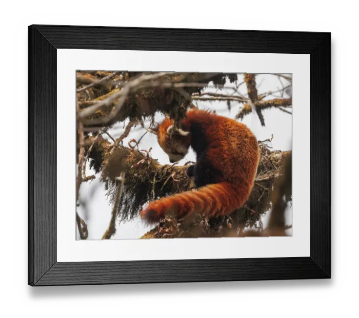 Framed Print : Red panda (Ailurus fulgens) sitting in tree, looking down, Singalila National Park, Nepal. Endangered Framed Print : Red panda (Ailurus fulgens) sitting in tree, looking down, Singalila National Park, Nepal. Endangered