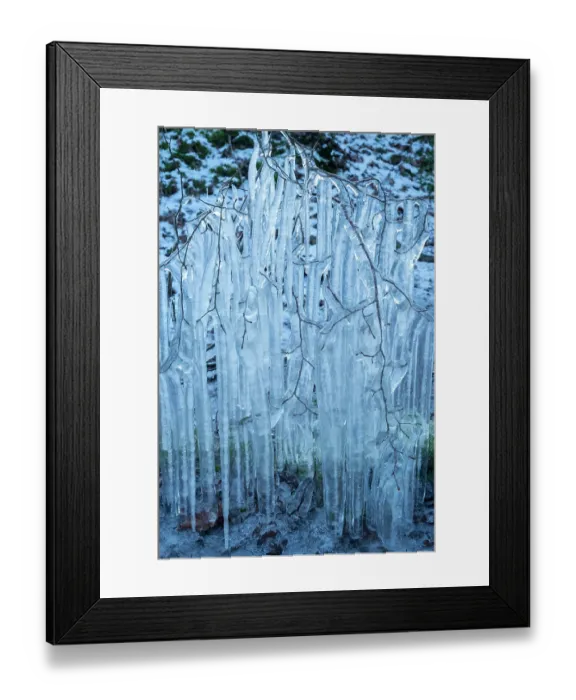 Framed Print : Beech (Fagus sylvatica) tree branches covered in ice from road surface water spray during winter storm, Surrey Hills AONB, Holmbury St Mary, Surrey, UK. February Framed Print : Beech (Fagus sylvatica) tree branches covered in ice from road surface water spray during winter storm, Surrey Hills AONB, Holmbury St Mary, Surrey, UK. February