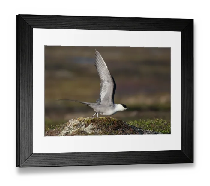 Framed Print : Long-tailed jaeger (Stercorarius longicaudus) displaying, spreading wings about to take off from a mound of tundra vegetation, Varanger plateau, Finnmark, Norway. May Framed Print : Long-tailed jaeger (Stercorarius longicaudus) displaying, spreading wings about to take off from a mound of tundra vegetation, Varanger plateau, Finnmark, Norway. May