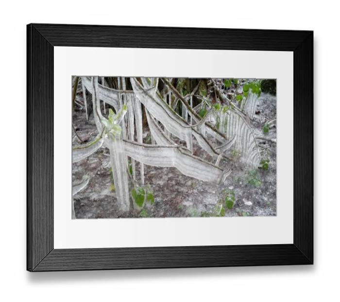 Framed Print : Scot's pine (Pinus sylvestris) branches and Ivy (Hedera helix) covered in ice along roadside during winter storm, Surrey Hills AONB, Abinger Common, Surrey, UK. February Framed Print : Scot's pine (Pinus sylvestris) branches and Ivy (Hedera helix) covered in ice along roadside during winter storm, Surrey Hills AONB, Abinger Common, Surrey, UK. February