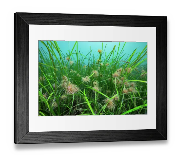 Framed Print : Common eel grass (Zostera marina) with juvenile Snakelocks anemones (Anemonia viridis) on riverbed, Helford River, Cornwall, UK Framed Print : Common eel grass (Zostera marina) with juvenile Snakelocks anemones (Anemonia viridis) on riverbed, Helford River, Cornwall, UK