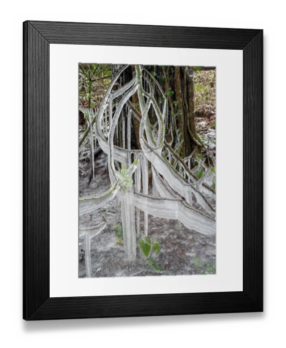 Framed Print : Scot's pine (Pinus sylvestris) branches and Ivy (Hedera helix) covered in ice along roadside during winter storm, Surrey Hills AONB, Abinger Common, Surrey, UK. February Framed Print : Scot's pine (Pinus sylvestris) branches and Ivy (Hedera helix) covered in ice along roadside during winter storm, Surrey Hills AONB, Abinger Common, Surrey, UK. February