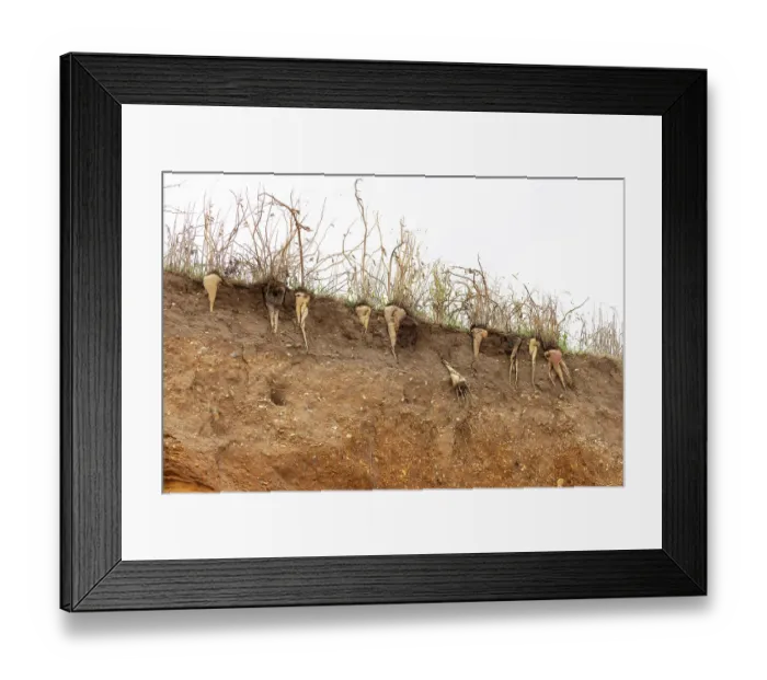 Framed Print : Sugar beet (Beta vulgaris) crop with roots exposed by coastal erosion, Suffolk, England, UK. October Framed Print : Sugar beet (Beta vulgaris) crop with roots exposed by coastal erosion, Suffolk, England, UK. October