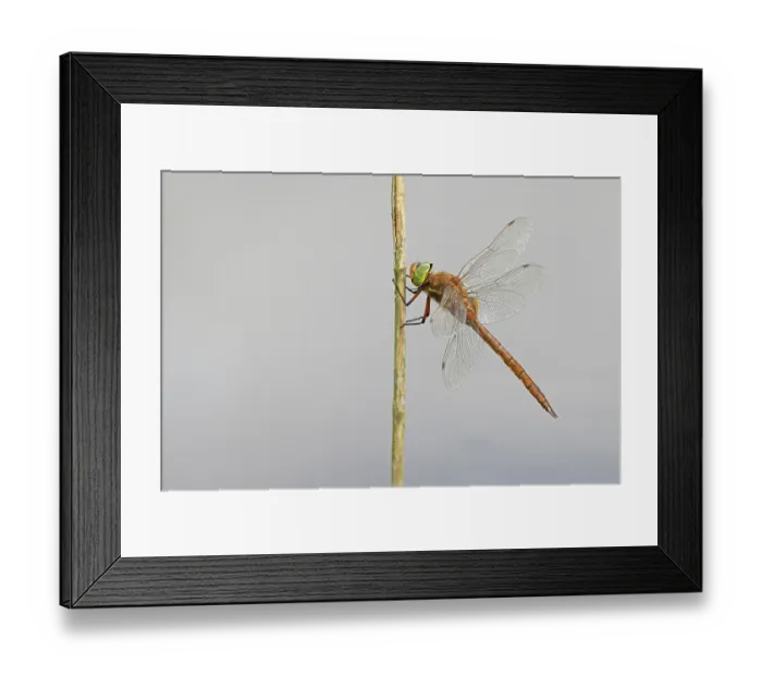 Framed Print : Green-eyed hawker (Aeshna isoceles) resting on a plant stem, Norfolk, England, UK. June
