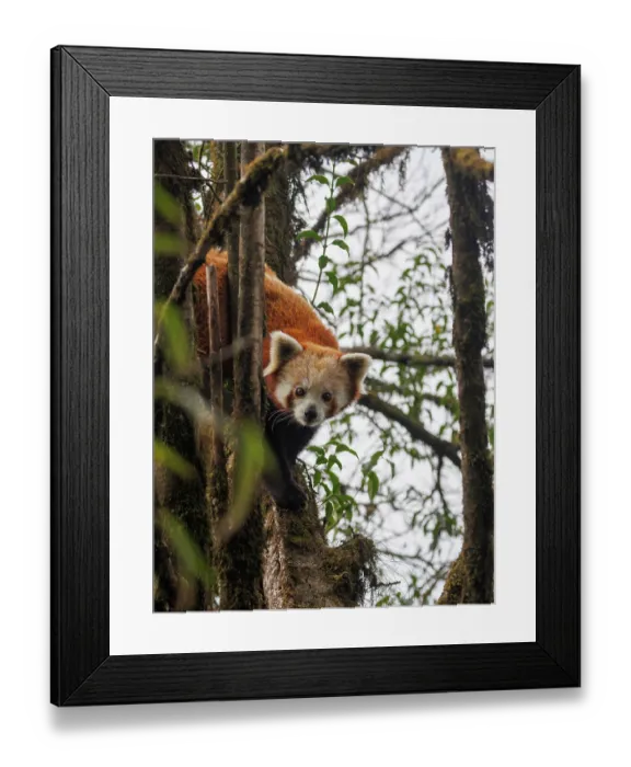 Framed Print : Red panda (Ailurus fulgens) sitting in tree, looking down, Singalila National Park, Nepal. Endangered Framed Print : Red panda (Ailurus fulgens) sitting in tree, looking down, Singalila National Park, Nepal. Endangered