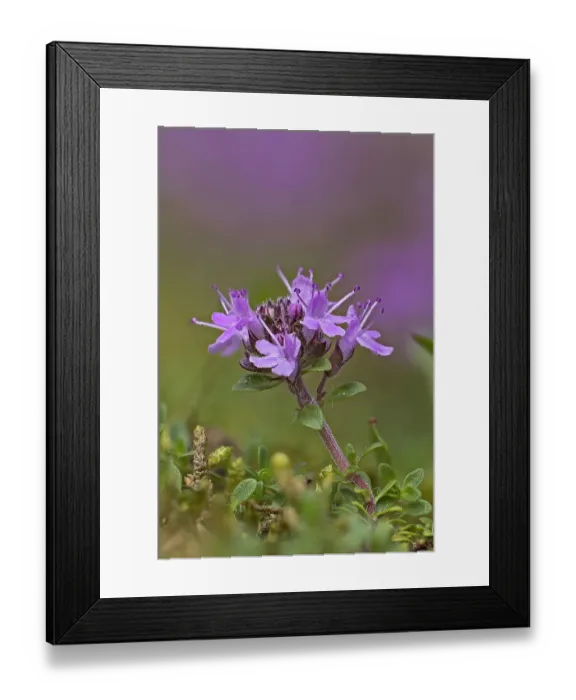 Framed Print : Breckland thyme (Thymus serpyllum) in flower, Norfolk, England, UK. July. Focus stacked Framed Print : Breckland thyme (Thymus serpyllum) in flower, Norfolk, England, UK. July. Focus stacked