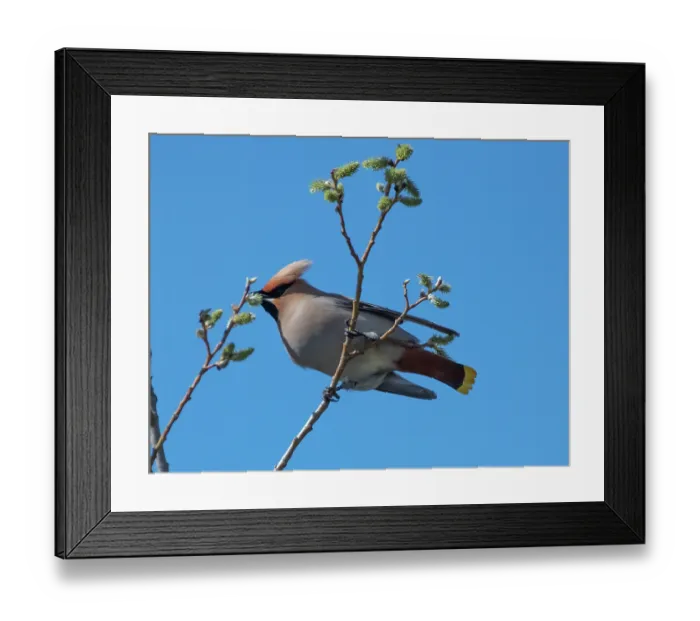 Framed Print : Bohemian waxwing (Bombycilla garrulus) feeding on emerging Willow (Salix sp.) flowers against blue sky, Pokka, Finnish Lapland, Finland. May Framed Print : Bohemian waxwing (Bombycilla garrulus) feeding on emerging Willow (Salix sp.) flowers against blue sky, Pokka, Finnish Lapland, Finland. May