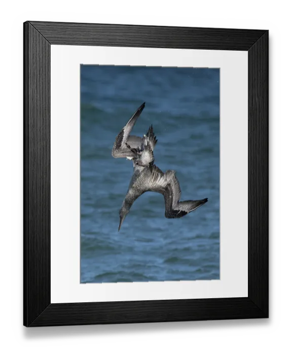 Framed Print : Northern gannet (Morus bassanus) juvenile, diving for fish, Norfolk, England, UK. October Framed Print : Northern gannet (Morus bassanus) juvenile, diving for fish, Norfolk, England, UK. October