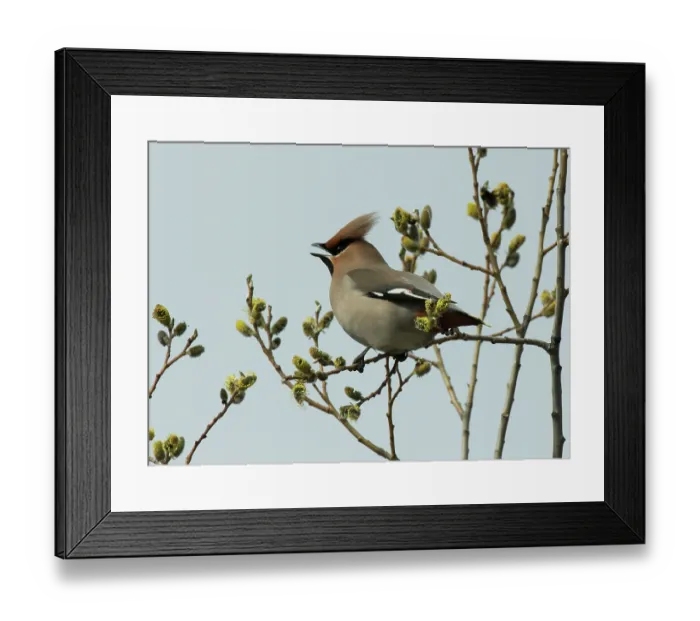Framed Print : Bohemian waxwing (Bombycilla garrulus) male, perched in Willow (Salix sp.) tree, calling, Pokka, Finnish Lapland, Finland. May Framed Print : Bohemian waxwing (Bombycilla garrulus) male, perched in Willow (Salix sp.) tree, calling, Pokka, Finnish Lapland, Finland. May