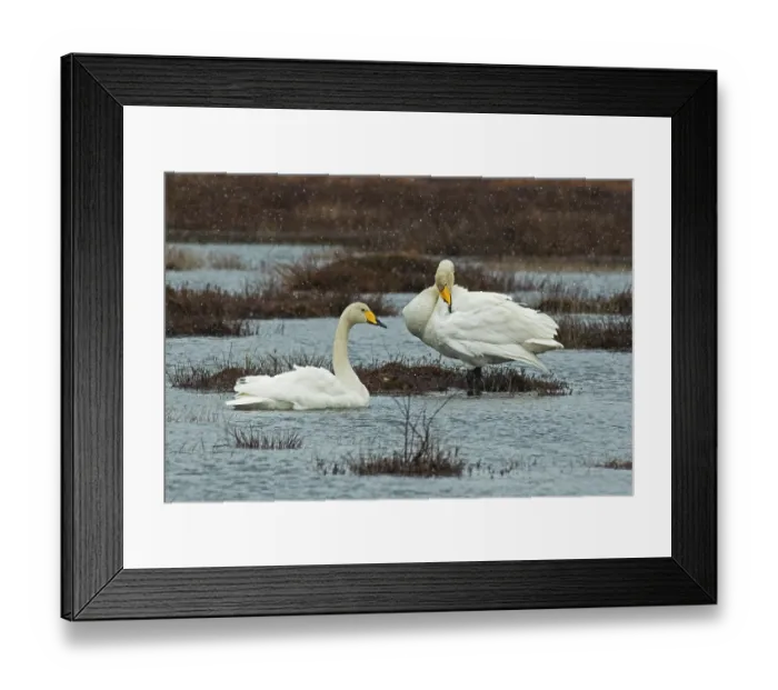 Framed Print : Whooper swans (Cygnus cygnus) pair on their breeding lake during a snowstorm, Pokka, Finnish Lapland, Finland. May Framed Print : Whooper swans (Cygnus cygnus) pair on their breeding lake during a snowstorm, Pokka, Finnish Lapland, Finland. May