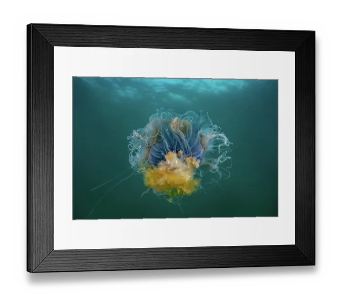 Framed Print : Blue jellyfish (Cyanea lamarckii) outstretched showing tenticles and underside of bell, Lamorna, West Cornwall, UK, Atlantic Ocean Framed Print : Blue jellyfish (Cyanea lamarckii) outstretched showing tenticles and underside of bell, Lamorna, West Cornwall, UK, Atlantic Ocean