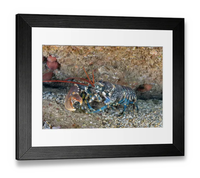 Framed Print : European lobster (Homarus Gammarus) resting among rocks, showing regrowth of missing left claw, Lizard Peninsula, Cornwall, UK, Atlantic Ocean Framed Print : European lobster (Homarus Gammarus) resting among rocks, showing regrowth of missing left claw, Lizard Peninsula, Cornwall, UK, Atlantic Ocean