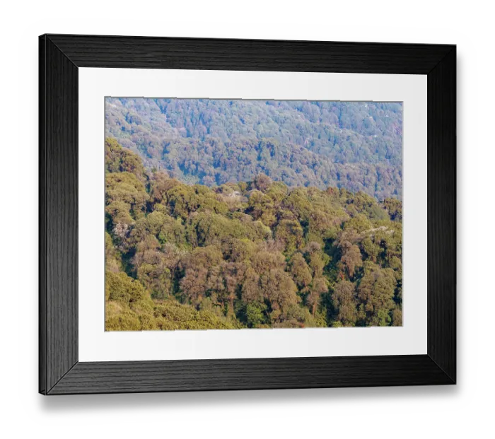 Framed Print : Oak (Quercus sp.) forest in the sub-alpine zone, habitat of Red panda (Ailurus fulgens), Singalila National Park, Nepal Framed Print : Oak (Quercus sp.) forest in the sub-alpine zone, habitat of Red panda (Ailurus fulgens), Singalila National Park, Nepal