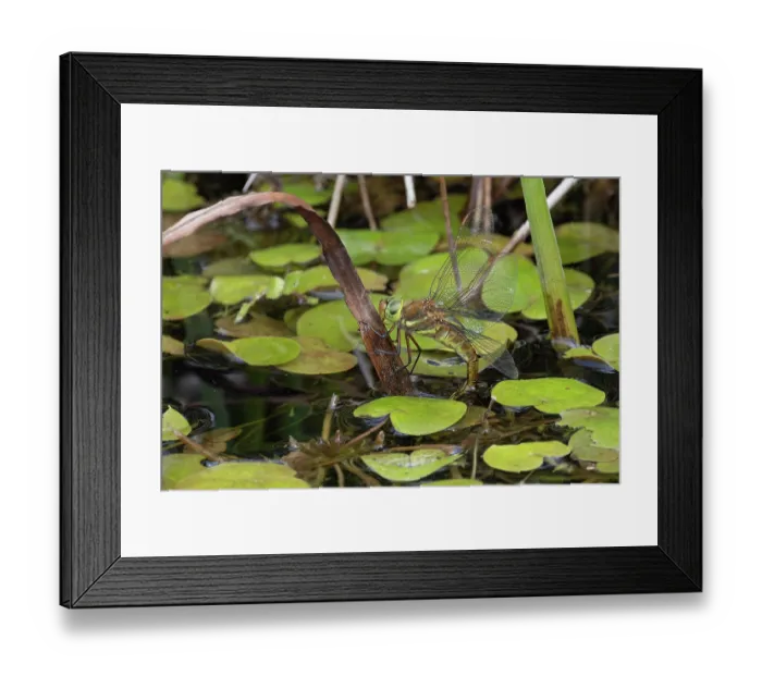 Framed Print : Green-eyed hawker (Aeshna isoceles) female, laying eggs on pond, Norfolk, England, UK. June Framed Print : Green-eyed hawker (Aeshna isoceles) female, laying eggs on pond, Norfolk, England, UK. June