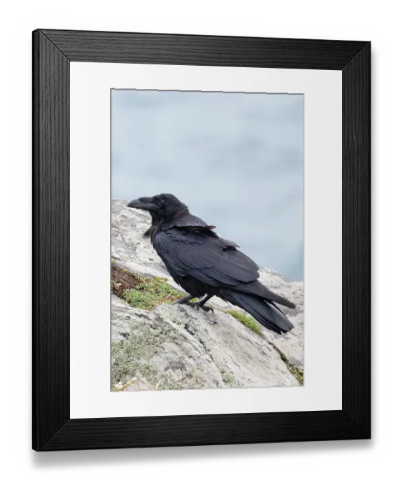 Framed Print : Northern raven (Corvus corax) perched on a rock, Cornwall, England, UK. August Framed Print : Northern raven (Corvus corax) perched on a rock, Cornwall, England, UK. August