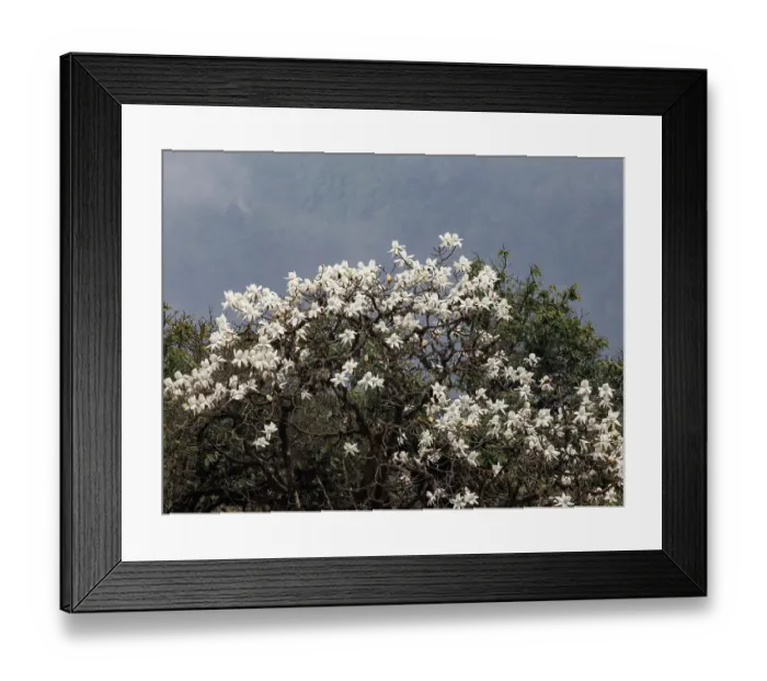 Framed Print : Magnolia (Magnolia sp.) tree in flower, Singalila National Park, Nepal Framed Print : Magnolia (Magnolia sp.) tree in flower, Singalila National Park, Nepal