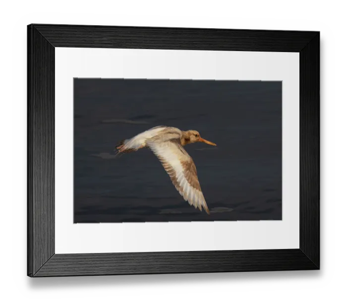 Framed Print : Oystercatcher (Haematopus ostralegus) leucistic, probably brown or ino form, in flight, Snettisham, Norfolk, England, UK. September Framed Print : Oystercatcher (Haematopus ostralegus) leucistic, probably brown or ino form, in flight, Snettisham, Norfolk, England, UK. September